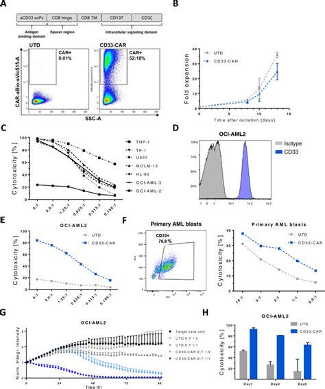 Primary Cd Targeting Car Nk Cells For The Treatment Of Acute Myeloid