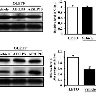 Glut-3 expression and its regulatory mechanism in the liver. Fifty... | Download Scientific Diagram