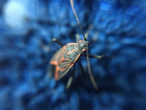 How To Deal With A Boxelder Bug Infestation