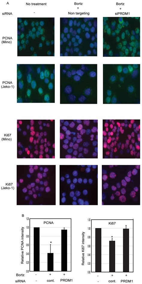 Prdm Is Required For The Bortezomib Mediated Suppression Of Pcna And