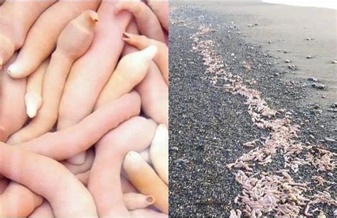 Milhares de peixes pênis aparecem em praia da Argentina após tempestade