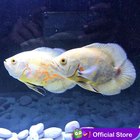 Jual Ikan Oscar Albino Ikan Predator Ikan Hias Aquascape Size