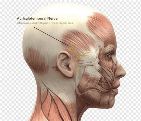 Restante Par Metros Aniquilar Anatomia Del Rostro Musculos Sumergido