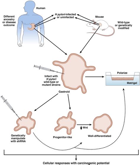 Pathobiology Of Helicobacter Pyloriinduced Gastric Cancer