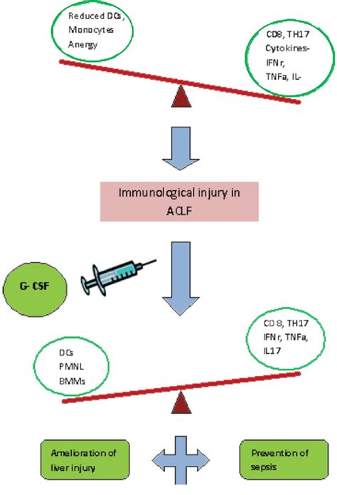 Immunological Basis Of Liver Injury In Aclf There Is Immunological