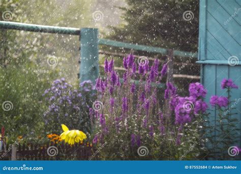 Flowers In The Rain Stock Photo Image Of Nature Flower 87552684