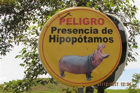 Pablo Escobar’s Hippos Have A Big Impact On Colombian Lakes