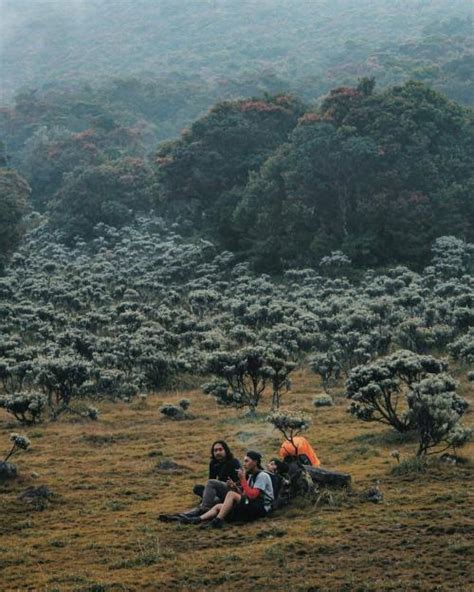 5 Keunikan Wisata Alun Alun Surya Kencana Surganya Bunga Edelweis