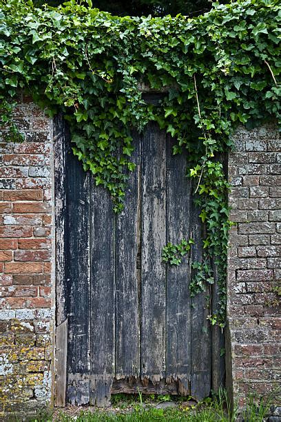 70 Rotten Hanging Vines Stock Photos Pictures And Royalty Free Images