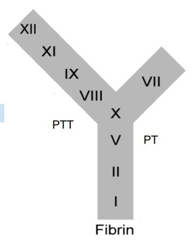 Clinical Biochemistry Flashcards Quizlet