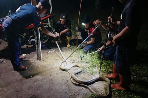 Heboh King Cobra 4 Meter Nyasar Ke Dalam Rumah Warga Prokalteng