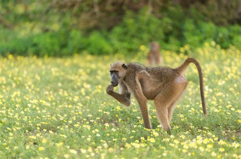 Baboon - Primate - South African Mammal Guide