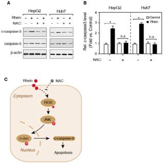 Effects Of Rhein On The Expression Of Cleaved Caspase 3 A Western