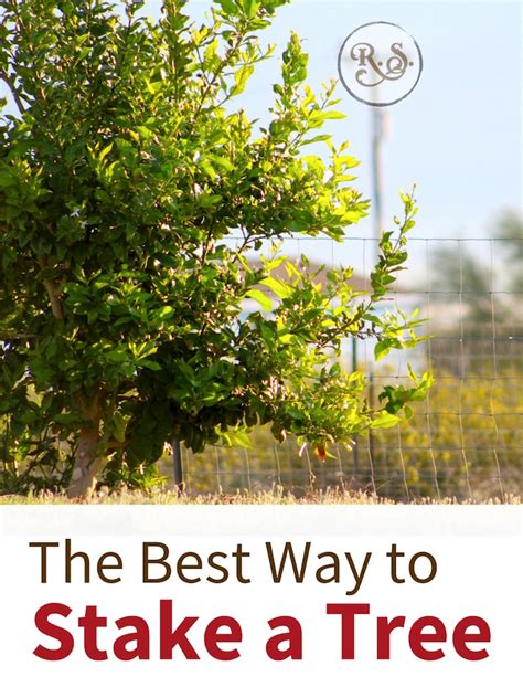 The Best Way To Stake A Tree Citrus Trees Tree Fruit Trees