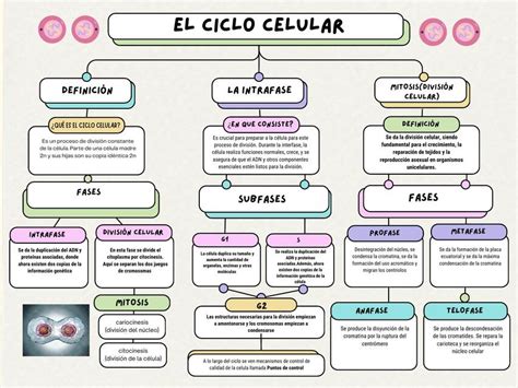 Ciclo celular- mapa conceptual | Tatiana Sofia Farroñan Ñaca | uDocz