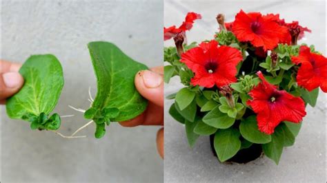 Growing Petunias From Leaves A Simple Guide To Petunia Propagation