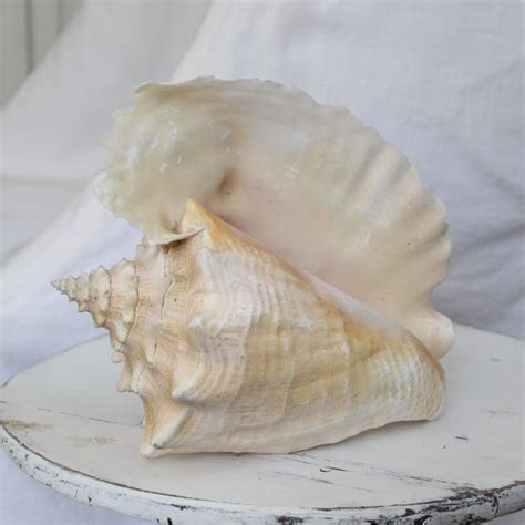 Old Atlantic Conch Shell Nora Murphy Country House