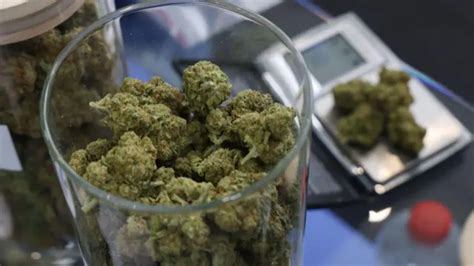 Principais Notícias Por Que O Stf Fixou Como 40g A Quantidade De Maconha Que Diferencia