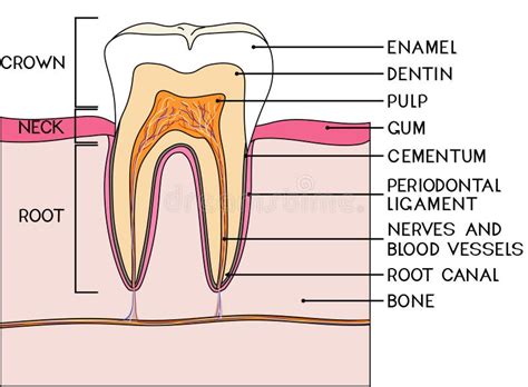 Parts Of Human Tooth Scheme Of Structure Of Tooth Molar In Cross