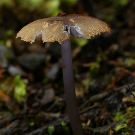 Mauve Splitting Waxcap From Arnold Valley New Zealand On May