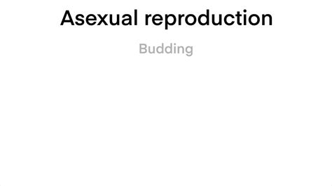 Scientific Designing Of Differences Between Sexual And Asexual Reproduction Asexual Vs Sexual