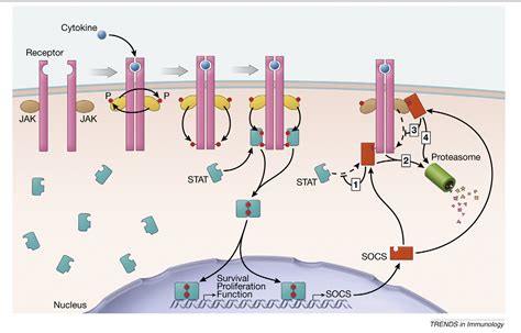 Suppressors Of Cytokine Signaling SOCS In T Cell Differentiation