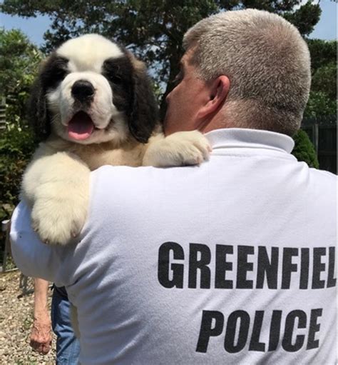 9 Week Old Saint Bernard Officer Donut Sworn In As Police Comfort Dog