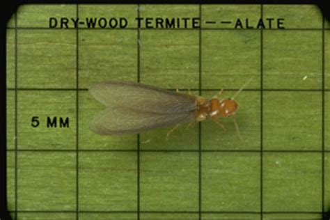 Western Drywood Termite