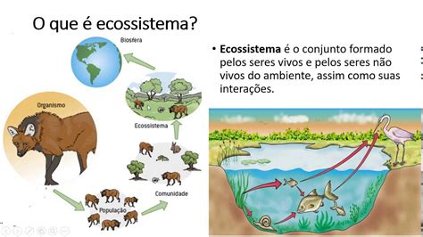 Atividades Sobre Ecossistema Ano Learnbraz