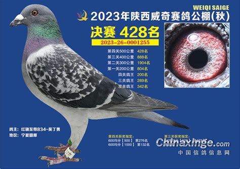 陕西威奇秋棚2023年获奖鸽图集401名 452名 陕西威奇赛鸽秋棚 中信网各地公棚