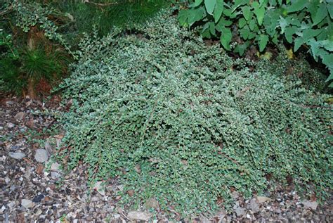 Cotoneaster Horizontalis Variegata | Emerald Plants