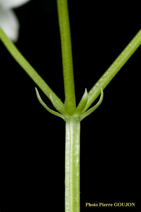 Identification assistée par ordinateur IAO Gaillet odorant Galium