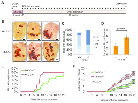 Effect Of Deficiency On The Number And Size Of Dmba Tpa Induced