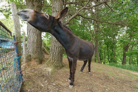 Mating Donkeys Stock Photos, Pictures & Royalty-Free Images - iStock