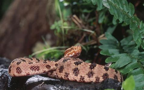 Pigmy Rattlesnake Care Sheet - Reptiles Magazine