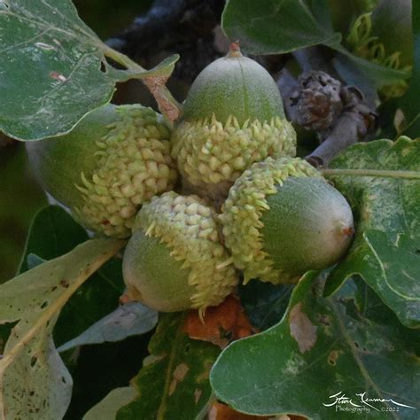 Bur Oak Acorn Cluster Photograph By Steven Newman Fine Art America