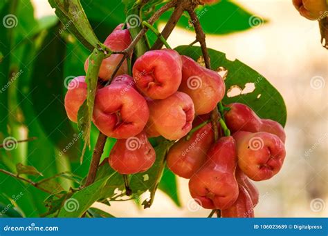 Java Apple on Tree stock image. Image of fruit, outdoors - 106023689