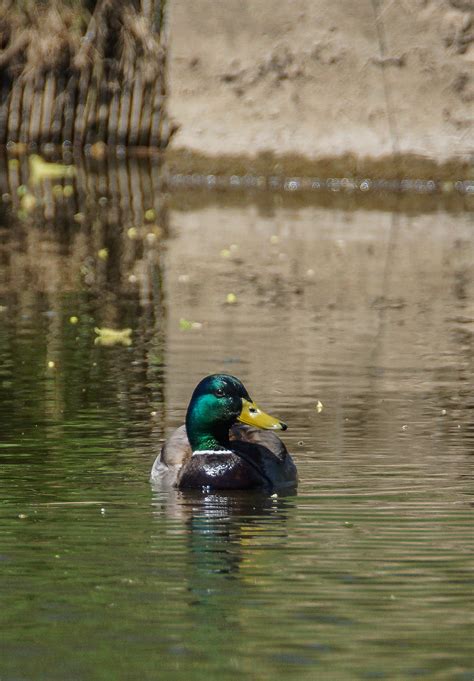 Fotos gratis agua naturaleza pájaro río fauna silvestre