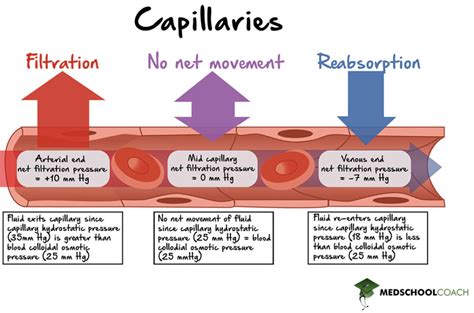 Blood Vessels – MCAT Biology | MedSchoolCoach