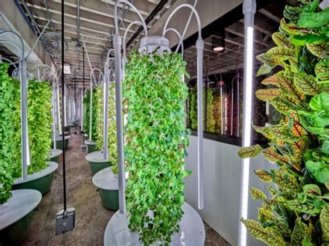 Vertical Farming With Tower Farms In Restaurants