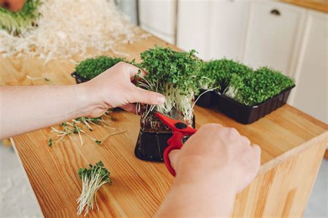 05 motivos para aderir ao cultivo de microverdes Tchê Erechim Notícias