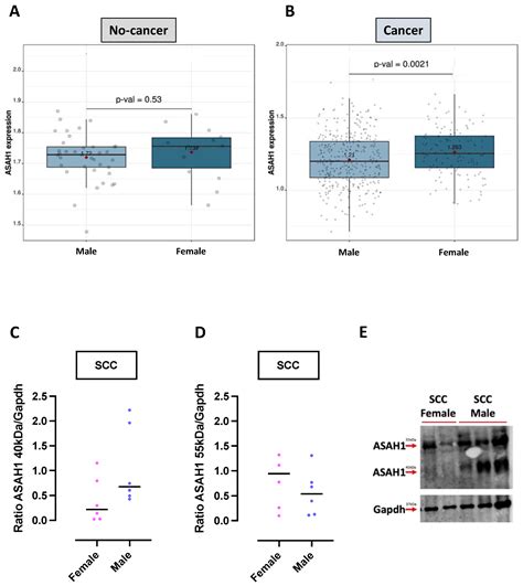 Ijms Free Full Text Sex Differences In Sphingosine 1 Phosphate