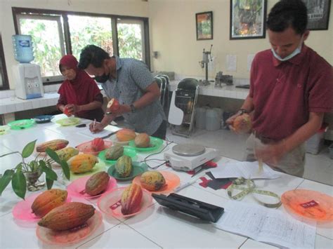 Pengamatan Mutu Buah Cocoa Breeding Of Indonesia