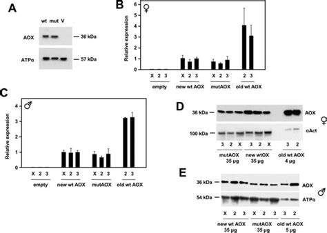 Expression Of Aox Transgenes In Mammalian Cells And Drosophila A