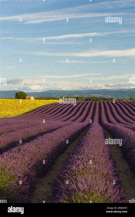 Sunflower Field Sunflowers And Lavender Field Lavender Lat