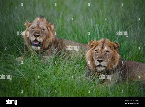 Pair Of Male African Lions Panthera Leo Resting At A Safari Lodge In