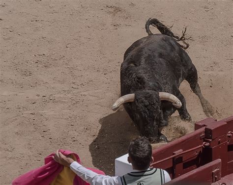 Indignación ante la recién iniciada temporada de festejos taurinos un