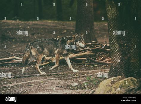 wolf tree  res stock photography  images alamy