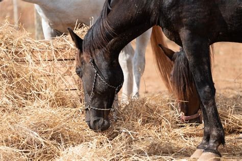 Cheval Noir Mangeant De La Paille Dans Une Ferme Photo Premium