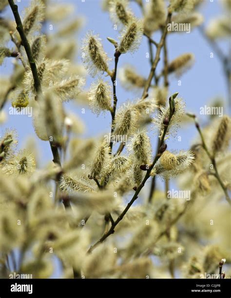 Pussy Willow Amentos De Sauce O La Cabra Cabra Sauce Salix Caprea